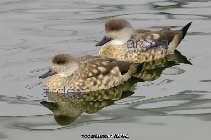 : Crested Duck : Crested Duck