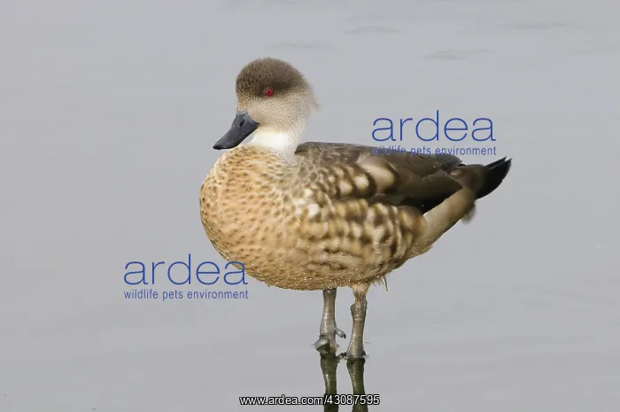 : Crested Duck : Crested Duck