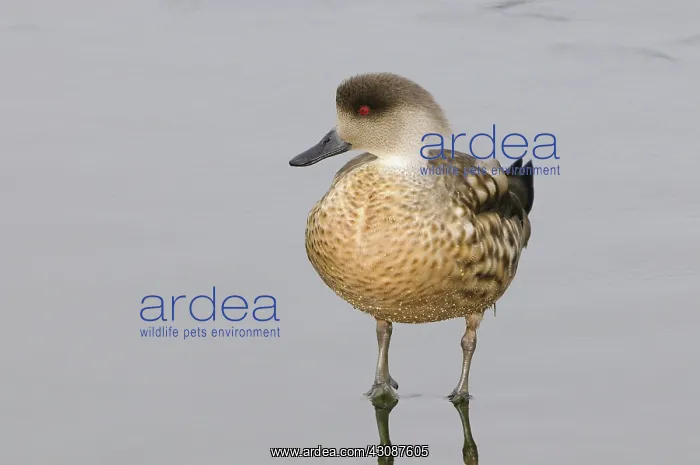: Crested Duck : Crested Duck