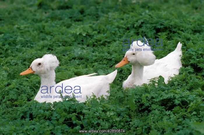  : Crested Duck - Duck - domestic breed