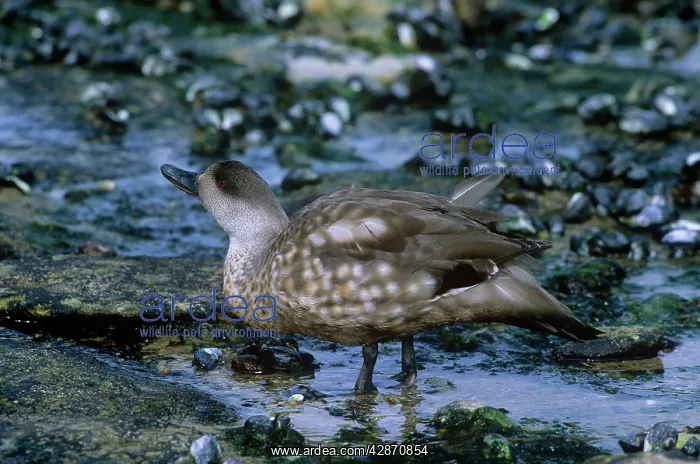: Crested Duck - foraging in shallow pools : Crested Duck - foraging in shallow pools