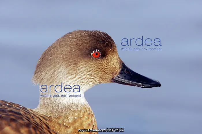 : Crested Duck - Head Shot : Crested Duck - Head Shot