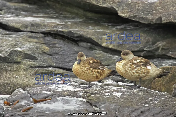 : Crested Duck - pair : Crested Duck - pair