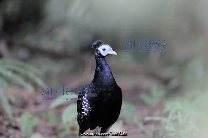 : Crested fireback pheasant : Crested fireback pheasant