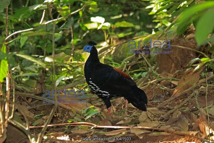 : Crested Fireback Pheasant male Crested Fireback : Crested Fireback Pheasant male Crested Fireback