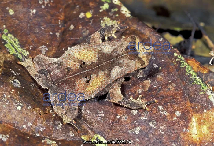 : Crested Forest Toad : Crested Forest Toad