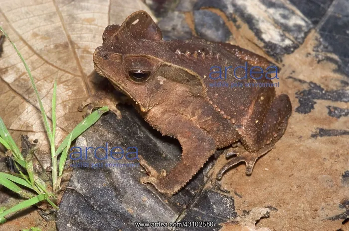 : Crested forest toad : Crested forest toad