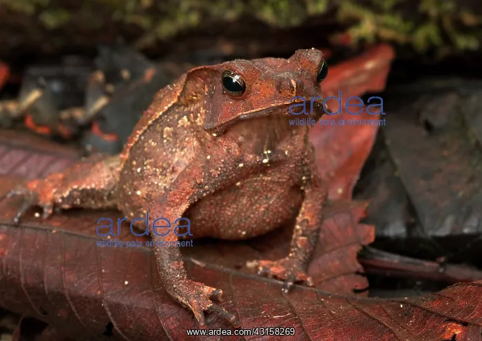  : Crested Forest Toad