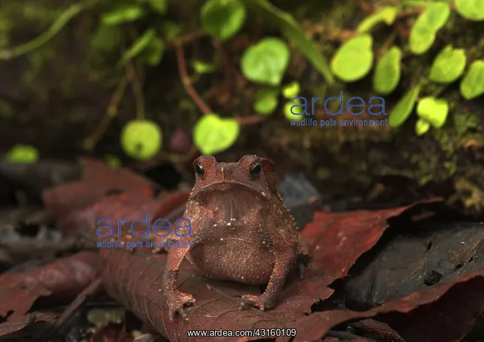 : Crested Forest Toad : Crested Forest Toad