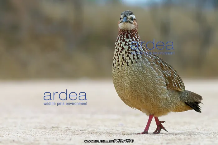 : Crested francolin : Crested francolin