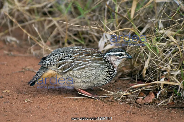 : Crested Francolin - foraging : Crested Francolin - foraging