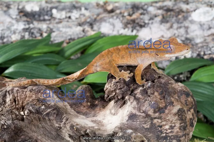 : Crested Gecko : Crested Gecko