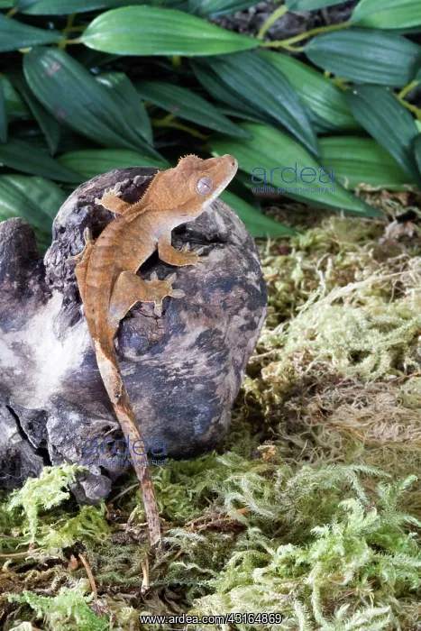 : Crested Gecko : Crested Gecko
