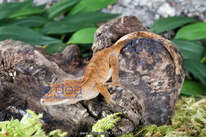: Crested Gecko : Crested Gecko
