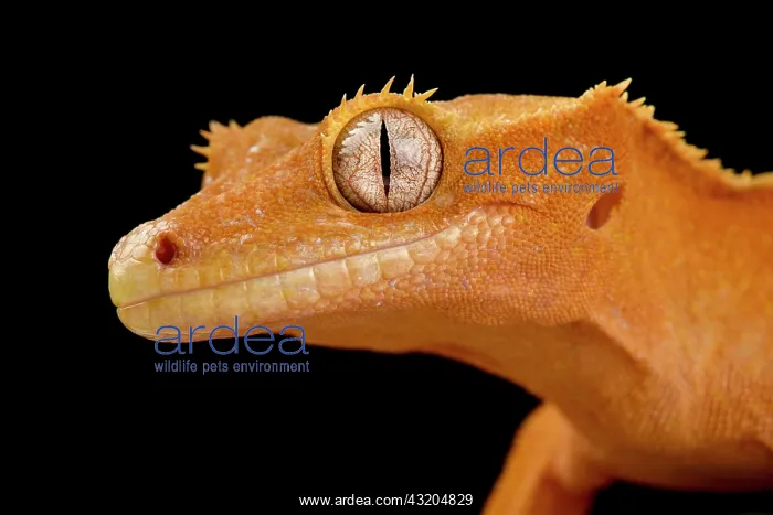 : Crested gecko (Correlophus ciliatus) : Crested gecko (Correlophus ciliatus)
