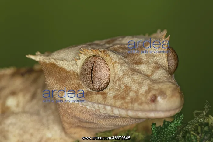 : Crested gecko, native to New Caledonia : Crested gecko, native to New Caledonia