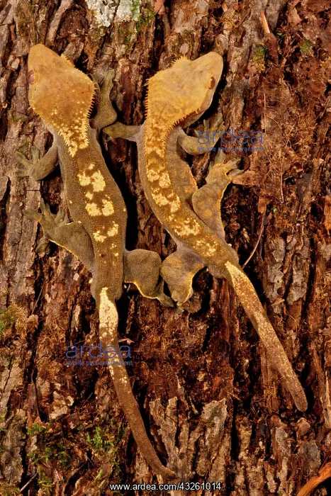 : Crested Gecko, Rhacodactylus ciliatus, Native : Crested Gecko, Rhacodactylus ciliatus, Native