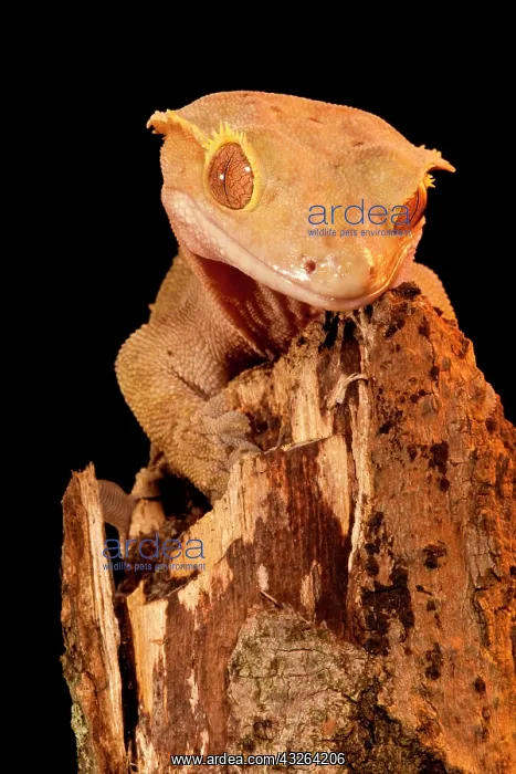 : Crested Gecko, Rhacodactylus ciliatus, Native : Crested Gecko, Rhacodactylus ciliatus, Native