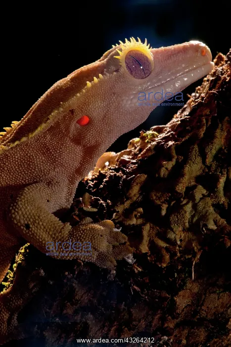 : Crested Gecko, Rhacodactylus ciliatus, Native : Crested Gecko, Rhacodactylus ciliatus, Native