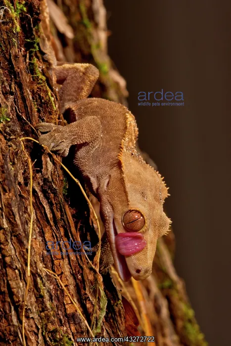: Crested Gecko, Rhacodactylus ciliatus, Native : Crested Gecko, Rhacodactylus ciliatus, Native