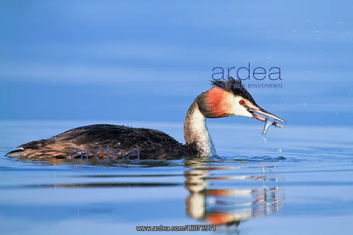: Crested Grebe on water, Lake Kerkini, RAMSAR site : Crested Grebe on water, Lake Kerkini, RAMSAR site