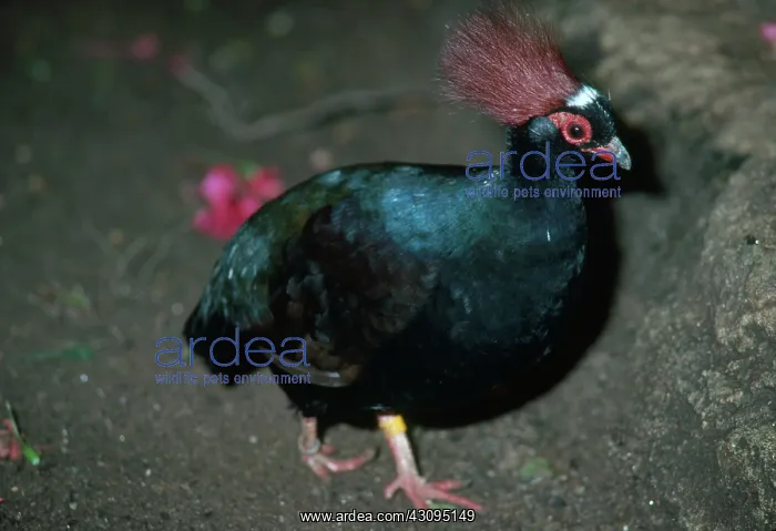 : Crested Green Wood-Partridge : Crested Green Wood-Partridge