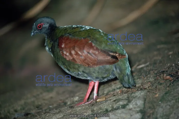 : Crested Green Wood-Partridge : Crested Green Wood-Partridge