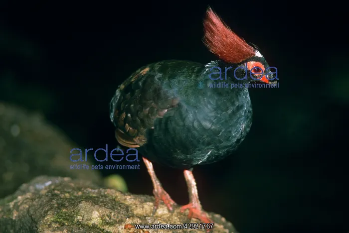 : Crested Green Wood Partridge - male : Crested Green Wood Partridge - male