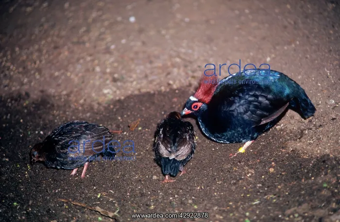 : Crested Green Wood Partridge - male with chicks : Crested Green Wood Partridge - male with chicks