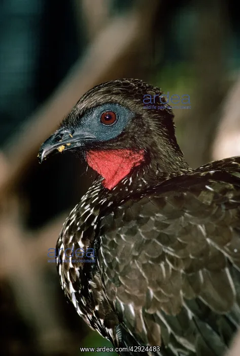 : Crested Guan : Crested Guan
