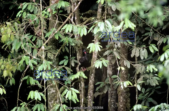 : Crested Guan : Crested Guan