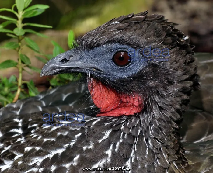 : Crested Guan : Crested Guan