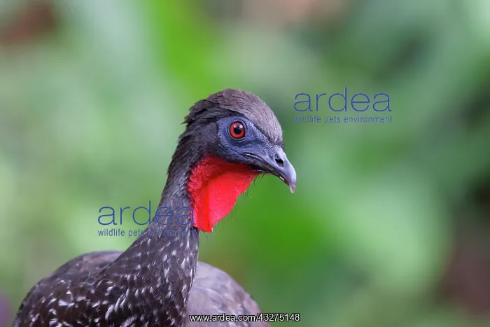 : Crested Guan - headshot Penelope purpurascens La Fortuna, Co : Crested Guan - headshot Penelope purpurascens La Fortuna, Co