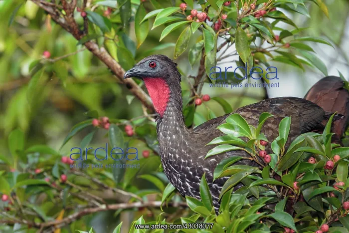 : Crested guan Penelope purpurascens Foraging in tree C : Crested guan Penelope purpurascens Foraging in tree C