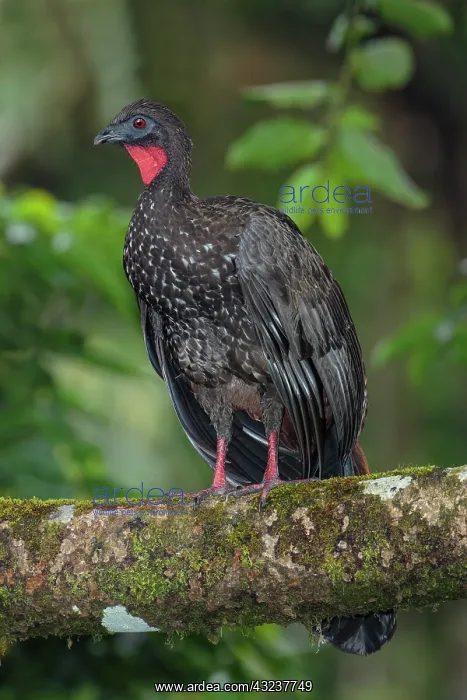 : Crested guan Penelope purpurascens Foraging in tree C : Crested guan Penelope purpurascens Foraging in tree C