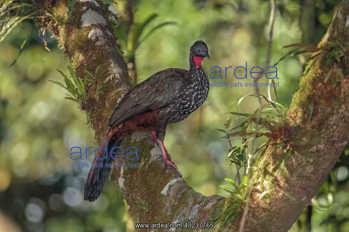: Crested guan Penelope purpurascens Foraging in tree C : Crested guan Penelope purpurascens Foraging in tree C