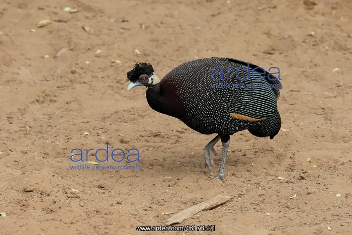 : Crested Guineafowl (Guttera pucherani) walking : Crested Guineafowl (Guttera pucherani) walking