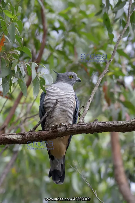 : Crested Hawk : Crested Hawk