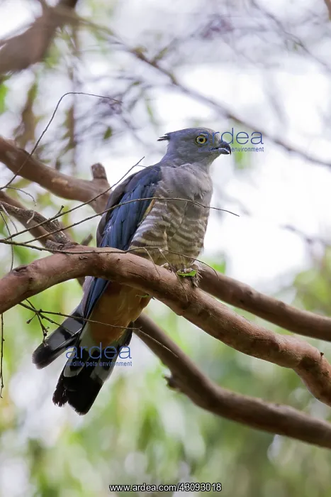 : Crested Hawk : Crested Hawk