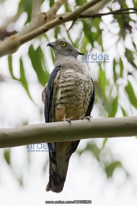  : Crested Hawk