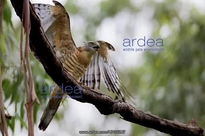 : Crested Hawk : Crested Hawk