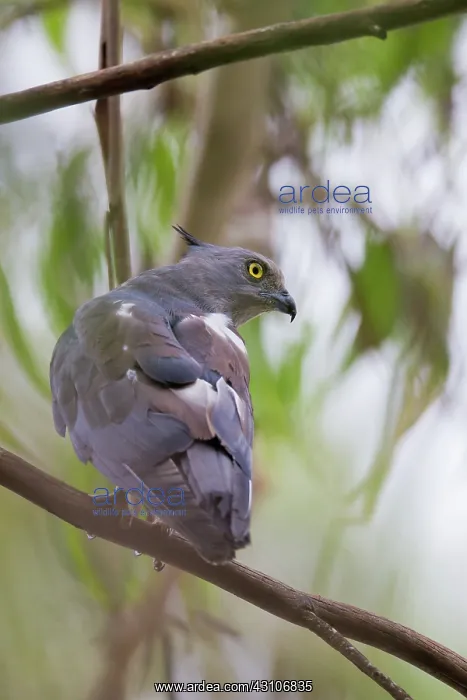 : Crested Hawk : Crested Hawk