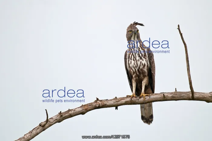 : Crested hawk Eagle - perched on branch against : Crested hawk Eagle - perched on branch against