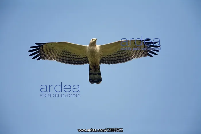 : Crested Honey Buzzard - in flight : Crested Honey Buzzard - in flight
