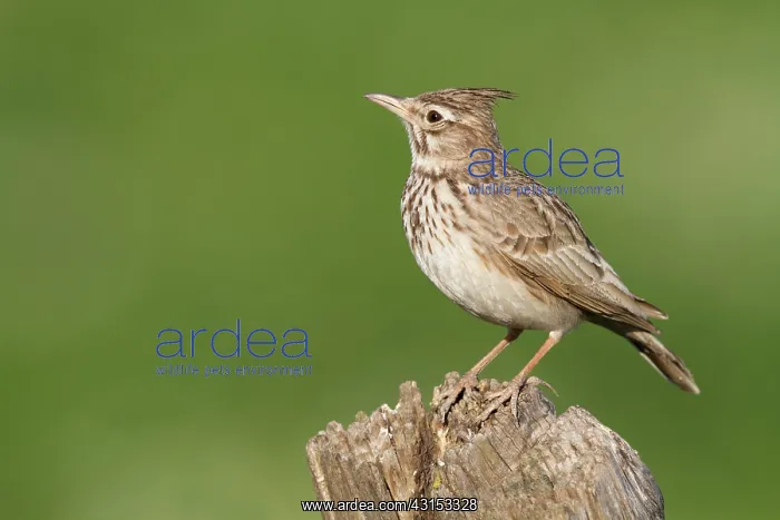 : Crested Lark : Crested Lark