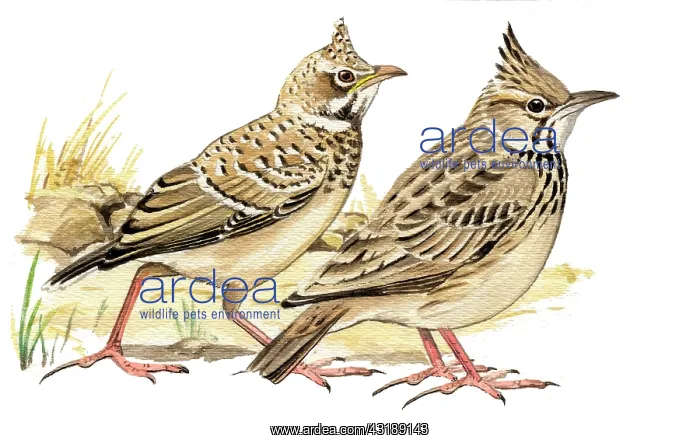 : Crested Lark : Crested Lark