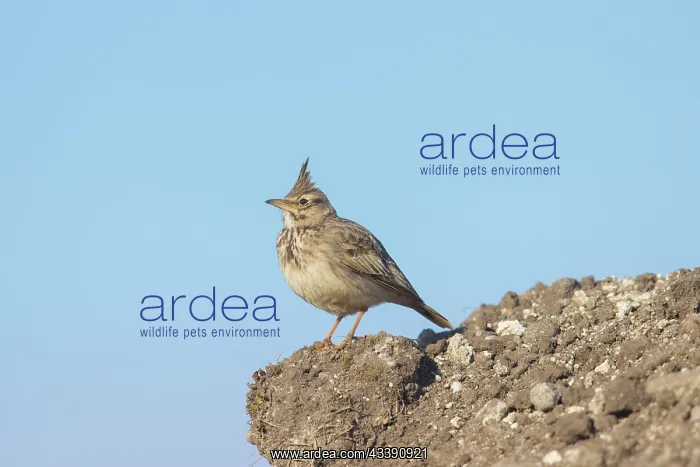 : Crested Lark : Crested Lark