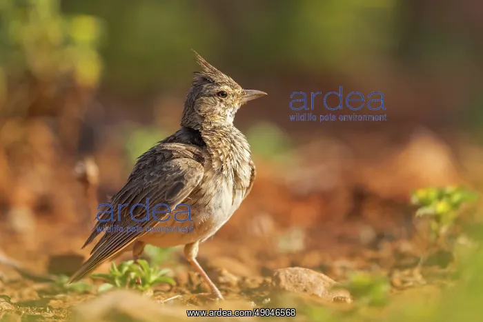 : Crested lark : Crested lark
