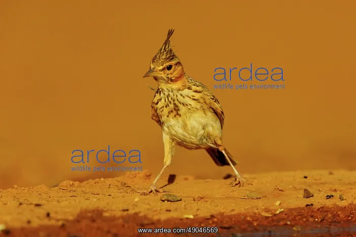 : Crested lark : Crested lark
