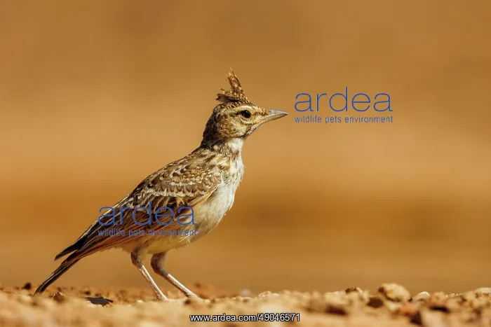  : Crested lark